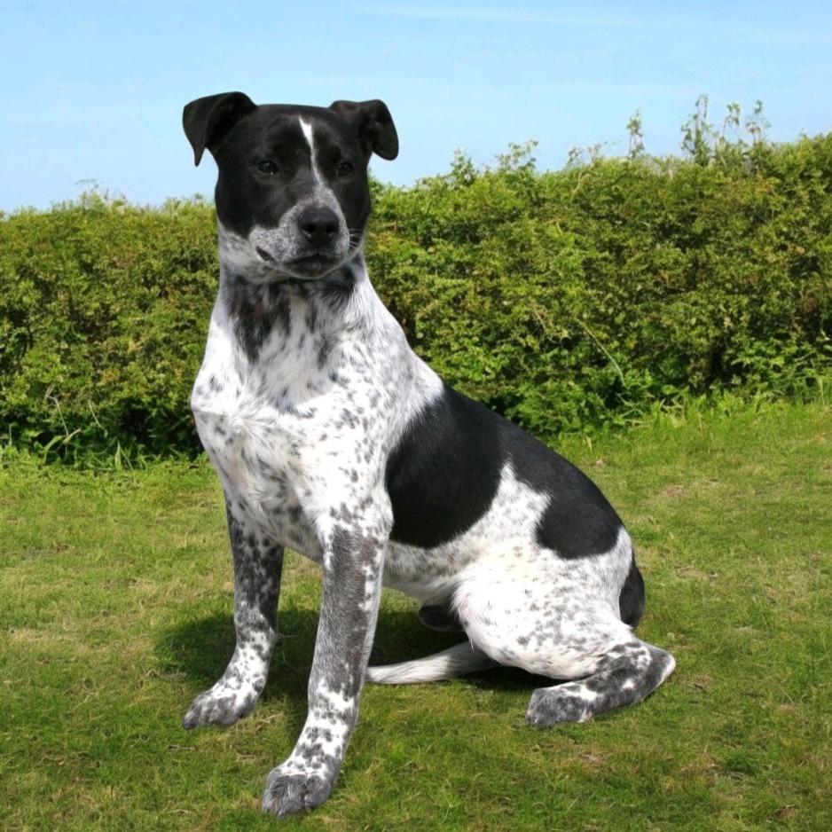 Enlarge Romeo, a Adoptable mixed breed in Pulaski, TN image 1/2