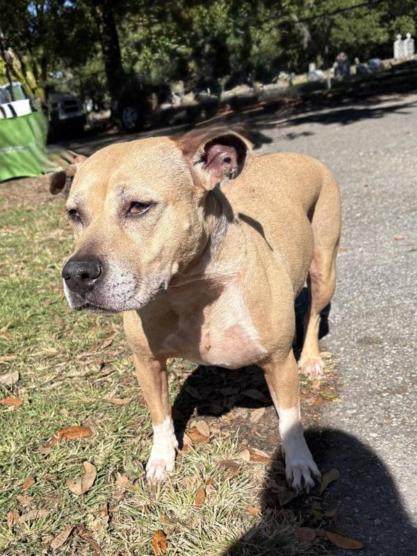 Penny (rn), Adoptable, Adult Female Pit Bull Terrier.