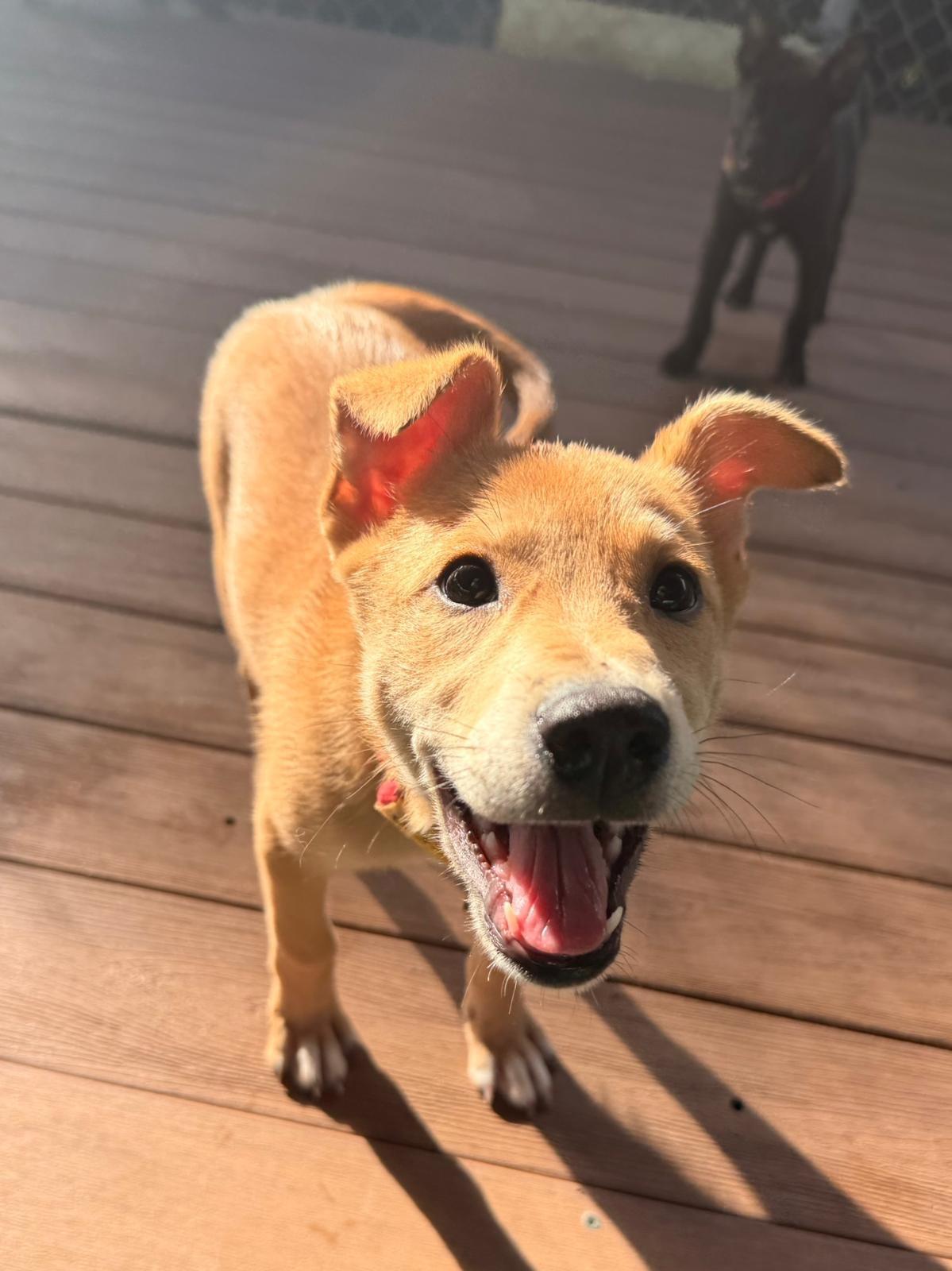 Enlarge Frostina, a ADOPTABLE Mixed Breed in Morristown, NJ image 1/3