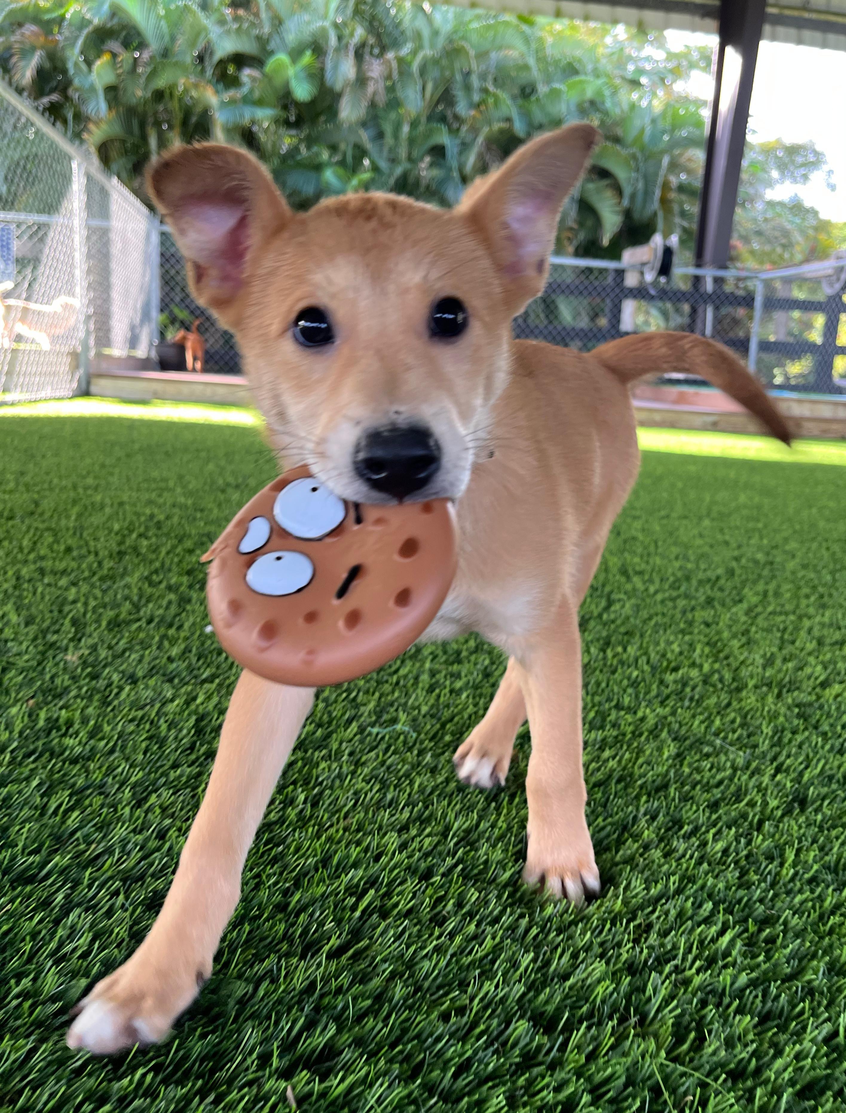 Enlarge Frostina, a ADOPTABLE Mixed Breed in Morristown, NJ image 2/3