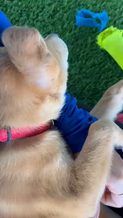 Enlarge Frostina, a ADOPTABLE Mixed Breed in Morristown, NJ video 3/3