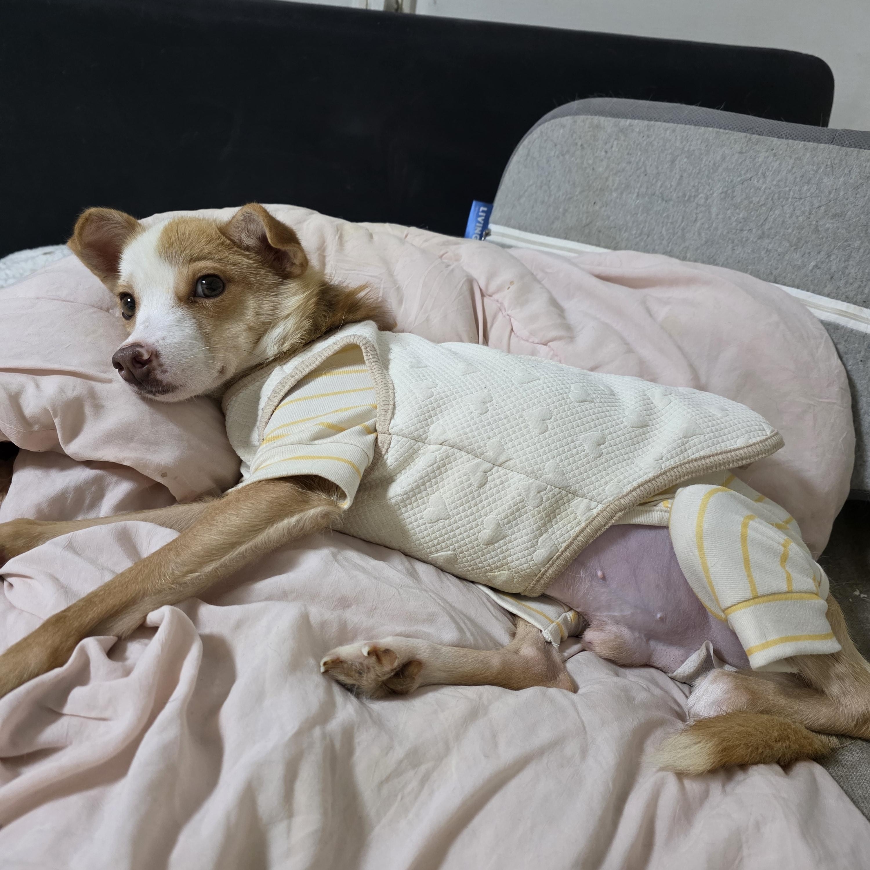 Enlarge Louis, an adopted mixed breed in Manchester , NH image 4/5