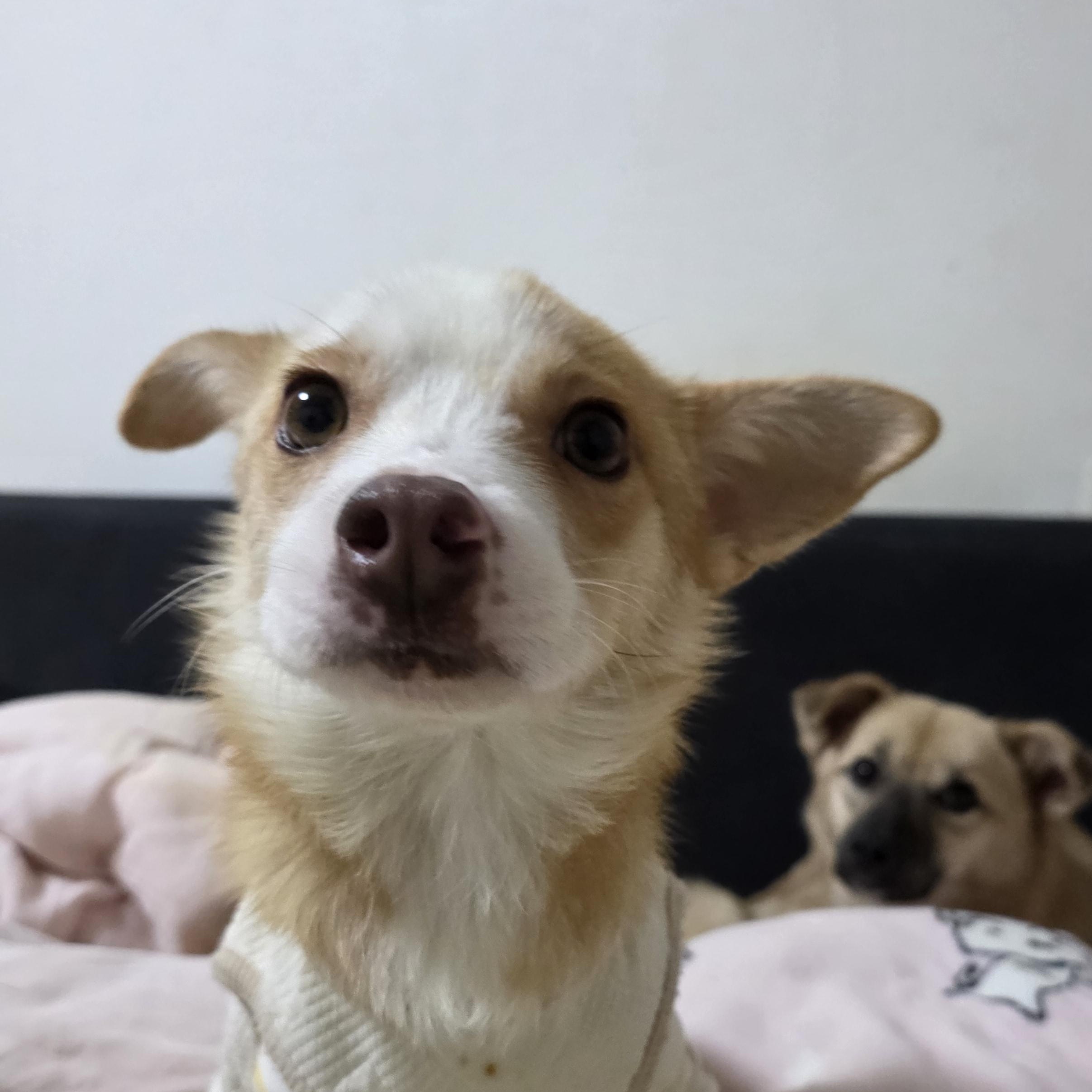 Enlarge Louis, an adopted mixed breed in Manchester , NH image 3/5