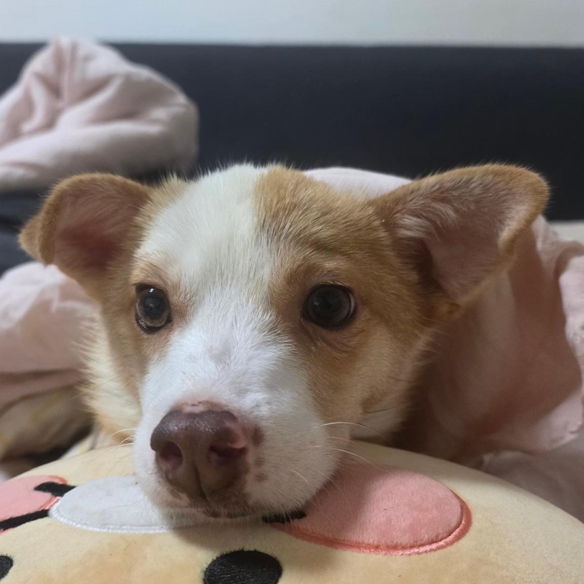 Enlarge Louis, an adopted mixed breed in Manchester , NH image 2/5