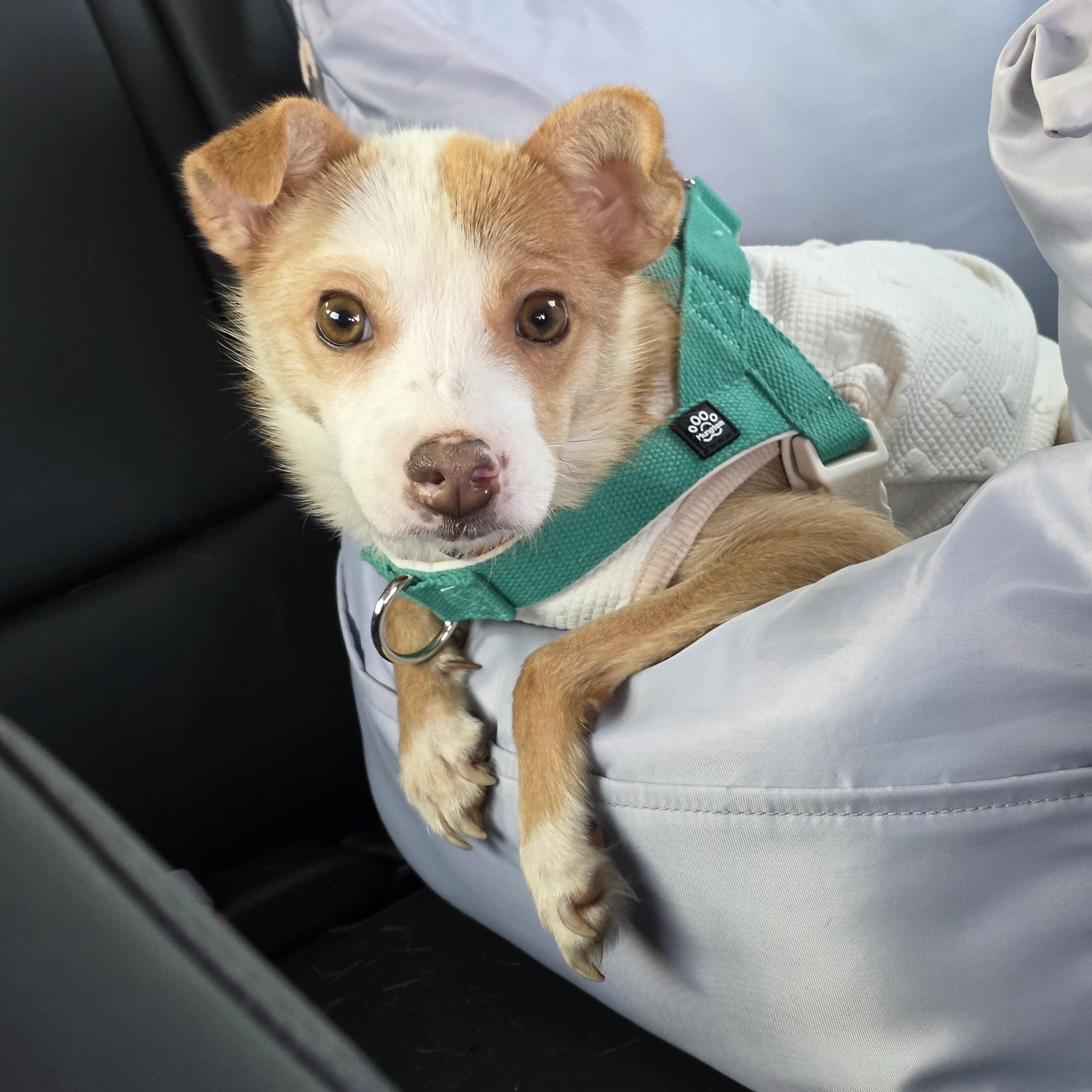 Louis, adopted, Young Male Jack Russell Terrier & Jindo.