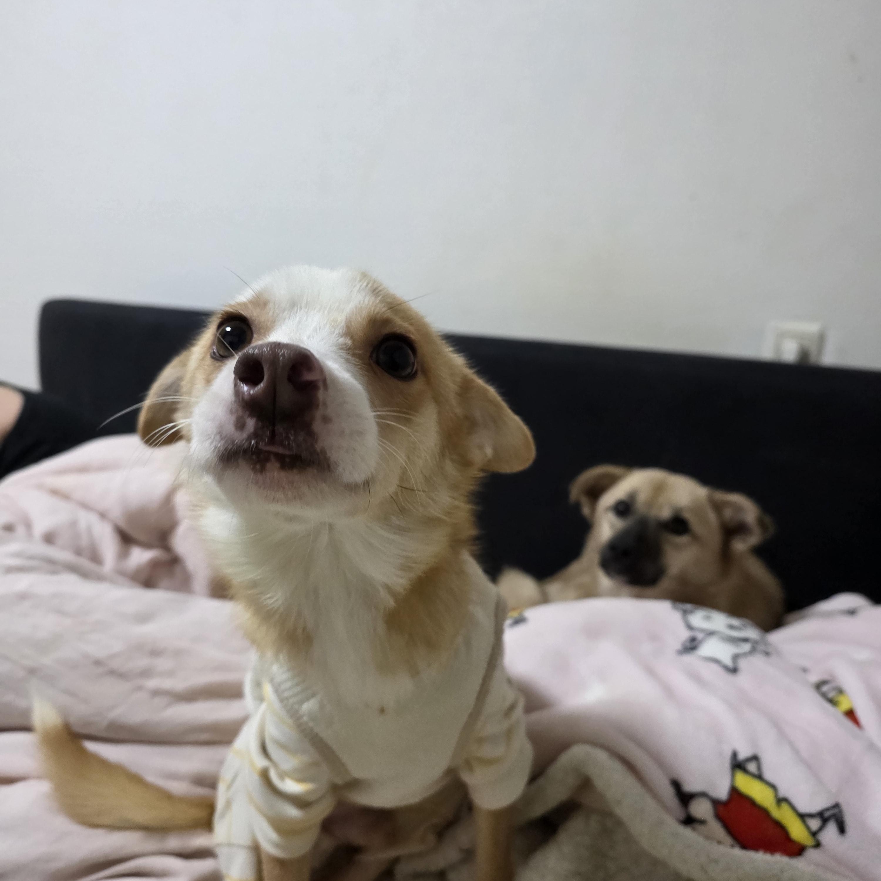 Enlarge Louis, an adopted mixed breed in Manchester , NH image 5/5