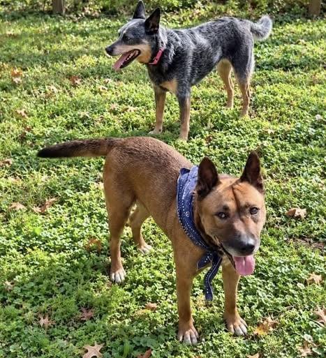 Enlarge Lou Lou, a Adoptable mixed breed in Manns Harbor , NC image 2/6