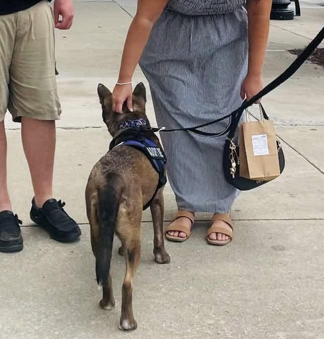 Enlarge Lou Lou, a Adoptable mixed breed in Manns Harbor , NC image 6/6