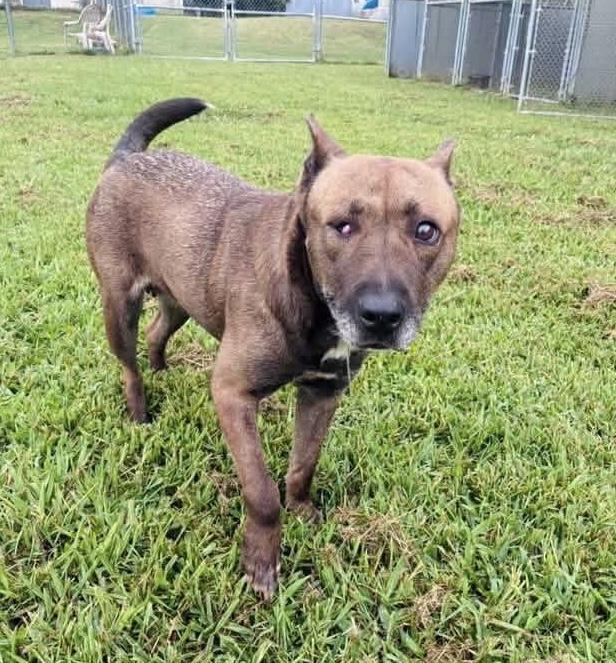 Enlarge Lou Lou, a Adoptable mixed breed in Manns Harbor , NC image 3/6