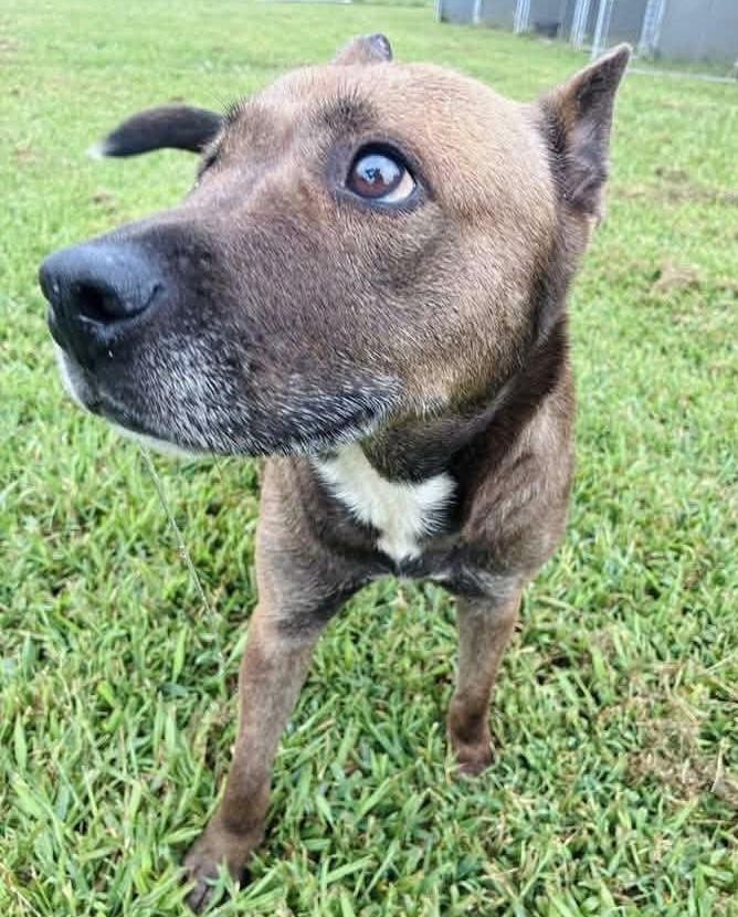Enlarge Lou Lou, a Adoptable mixed breed in Manns Harbor , NC image 4/6