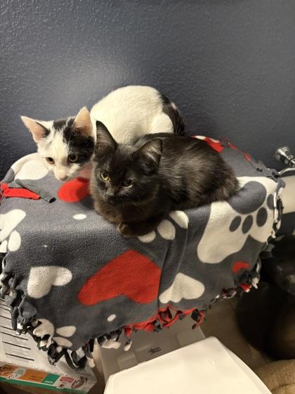 Enlarge Sharpie, a Adoptable mixed breed in Pleasanton, CA image 1/3