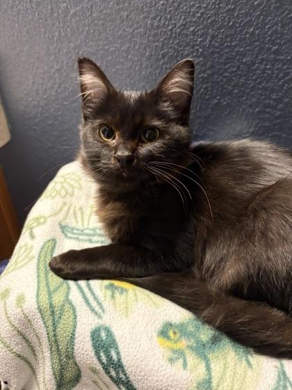 Enlarge Sharpie, a Adoptable mixed breed in Pleasanton, CA image 2/3