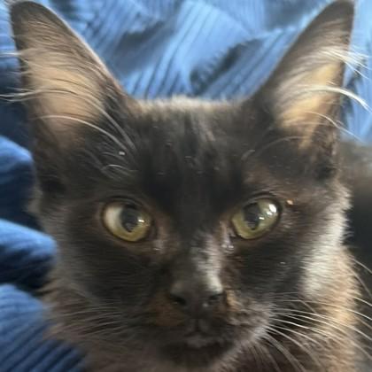 Enlarge Sharpie, a Adoptable mixed breed in Pleasanton, CA image 3/3