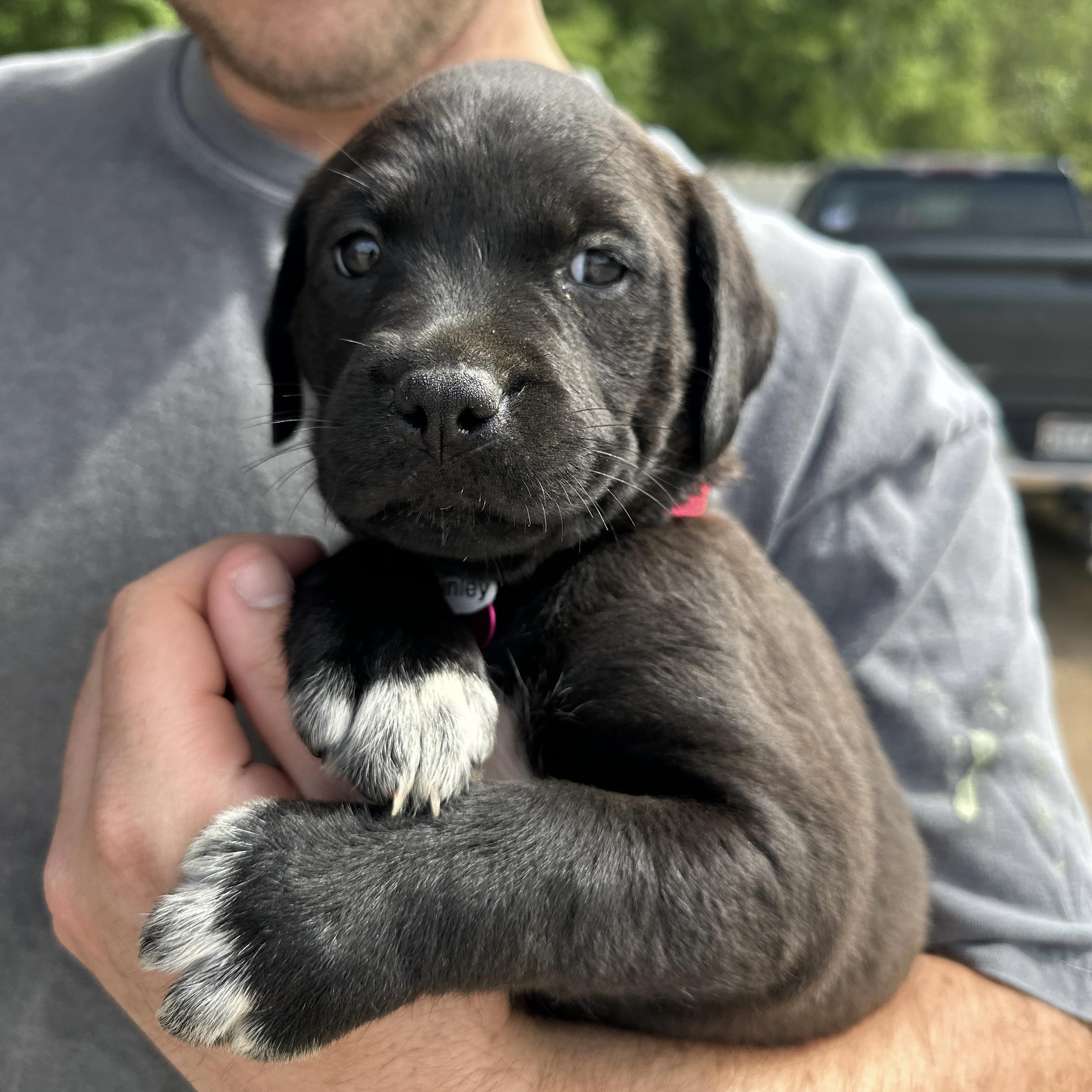 McKinley, a Adoptable mixed breed in Columbia, SC image 1/4