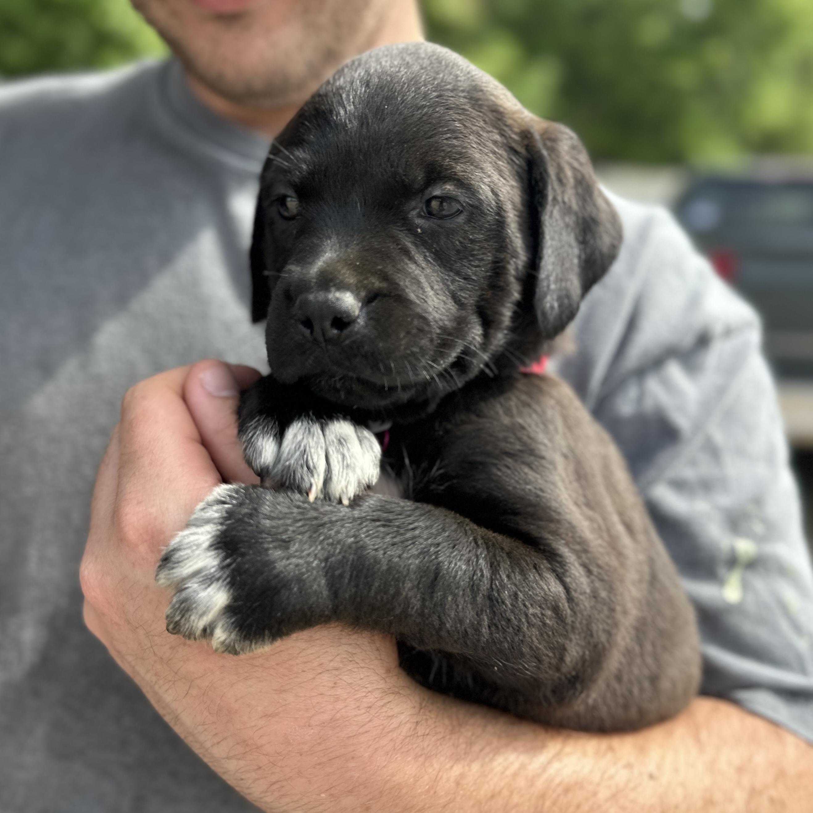 McKinley, a Adoptable mixed breed in Columbia, SC image 2/4