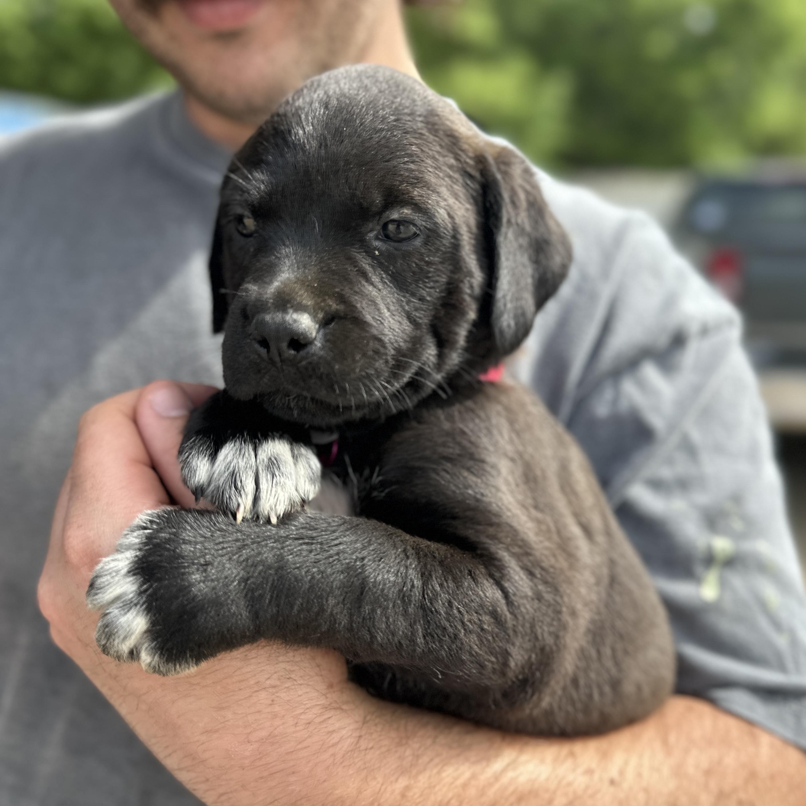 McKinley, a Adoptable mixed breed in Columbia, SC image 3/4