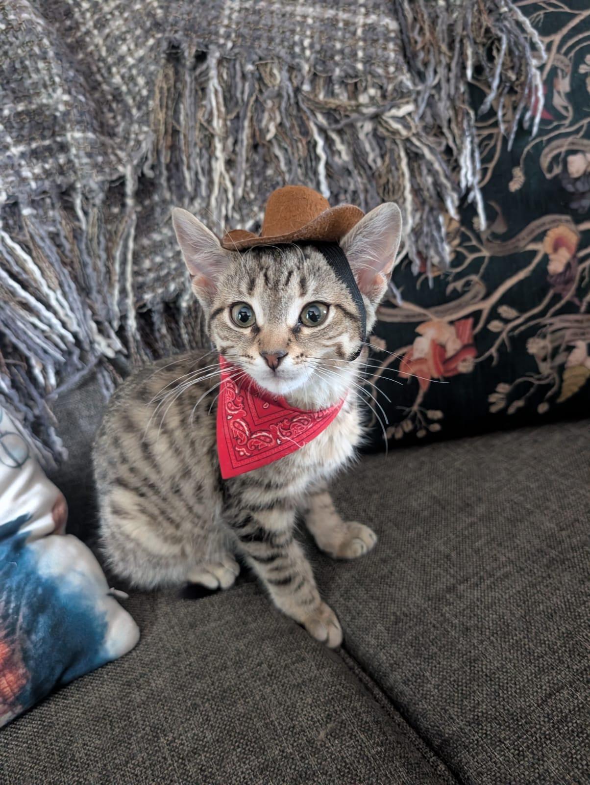 Chief, adopted, Kitten Male Domestic Short Hair.