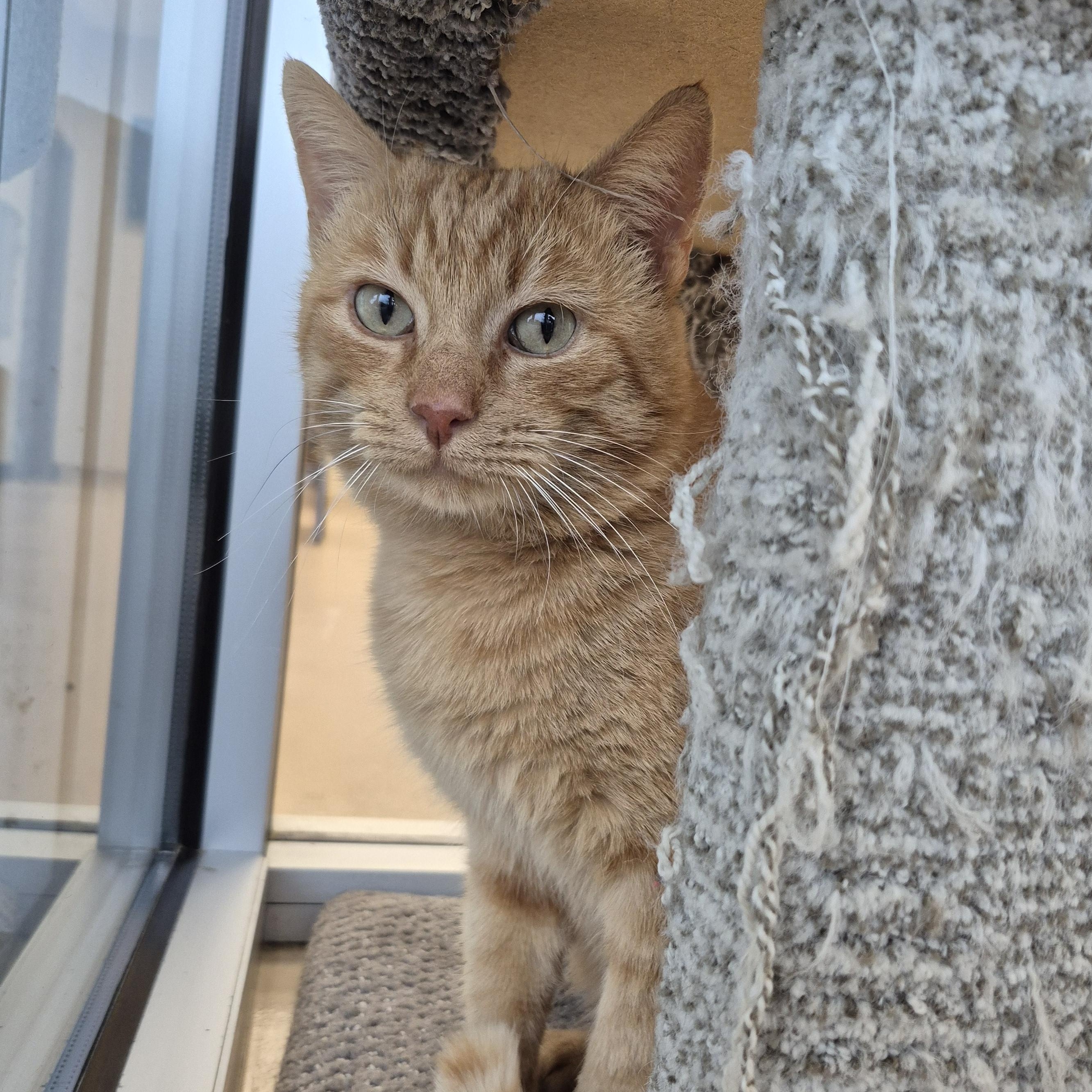 Boromir, ADOPTABLE, Adult Male Domestic Short Hair.