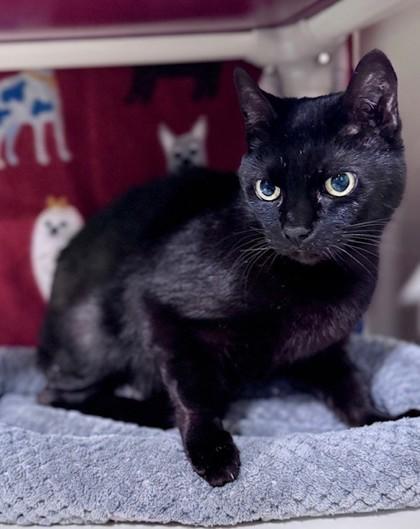 Enlarge Sebastian, a Adoptable Domestic Short Hair in Bishop, GA image 1/1