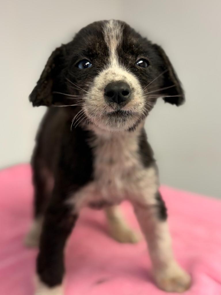 Bluebell, Adoptable, Puppy Female Collie & Mixed Breed.
