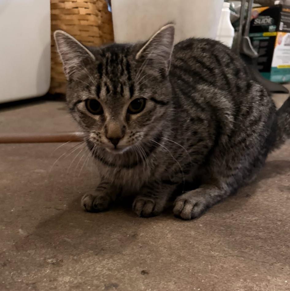 Enlarge Karen, a ADOPTABLE Domestic Short Hair in St Regis Falls, NY image 1/1