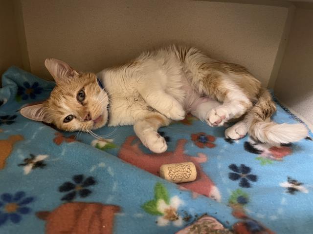 YOGURT, Adoptable, Adult Female Domestic Short Hair.