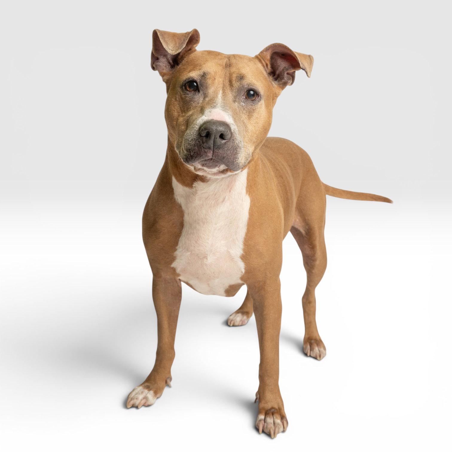 Bailey, Adoptable, Adult Female Pit Bull Terrier.