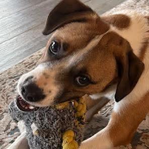 Goose, a Adoptable mixed breed in Evensville, TN image 1/6