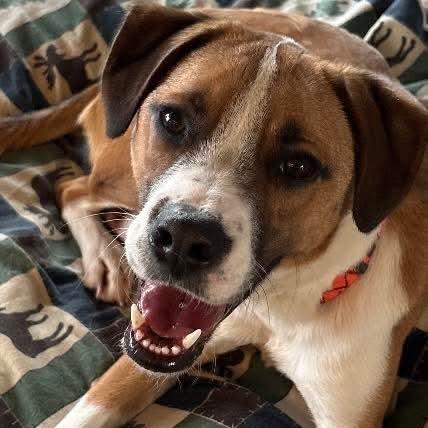 Goose, a Adoptable mixed breed in Evensville, TN image 3/6