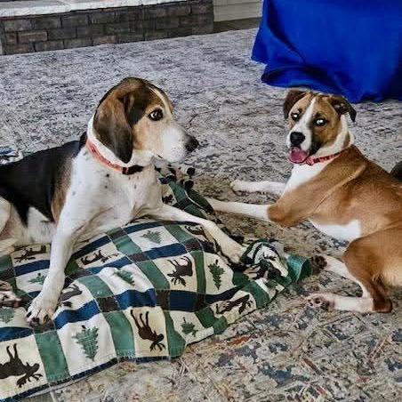 Goose, a Adoptable mixed breed in Evensville, TN image 4/6