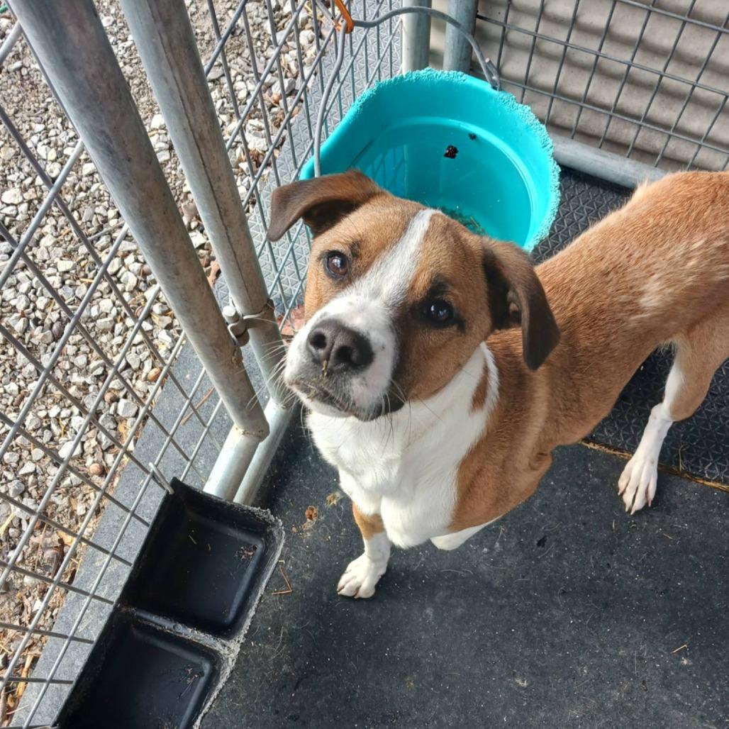 Goose, a Adoptable mixed breed in Evensville, TN image 5/6