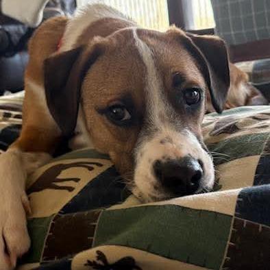 Goose, a Adoptable mixed breed in Evensville, TN image 6/6