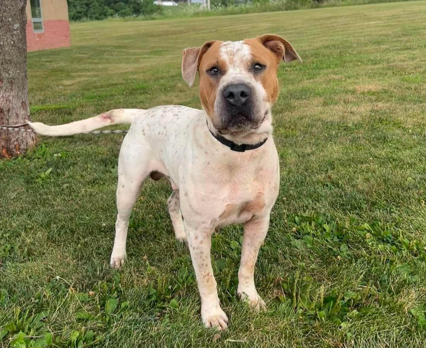 Enlarge Charlie, a Adoptable mixed breed in Maryville, MO image 3/3