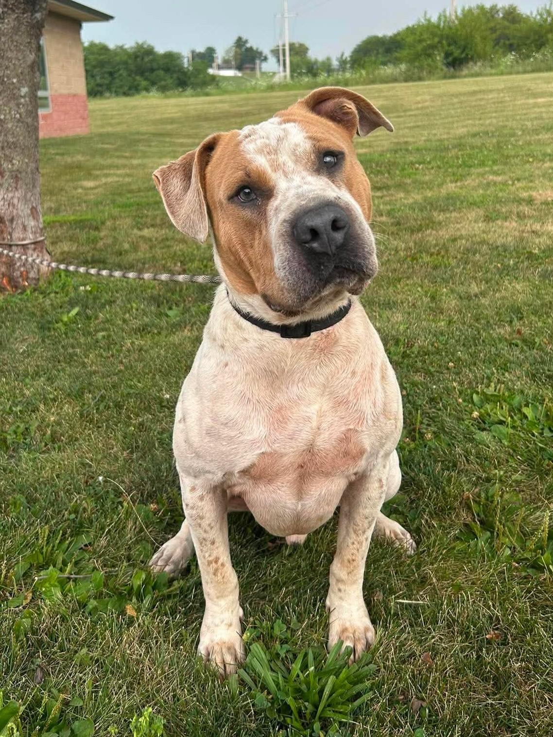 Charlie, Adoptable, Adult Male Catahoula Leopard Dog & Pit Bull Terrier.