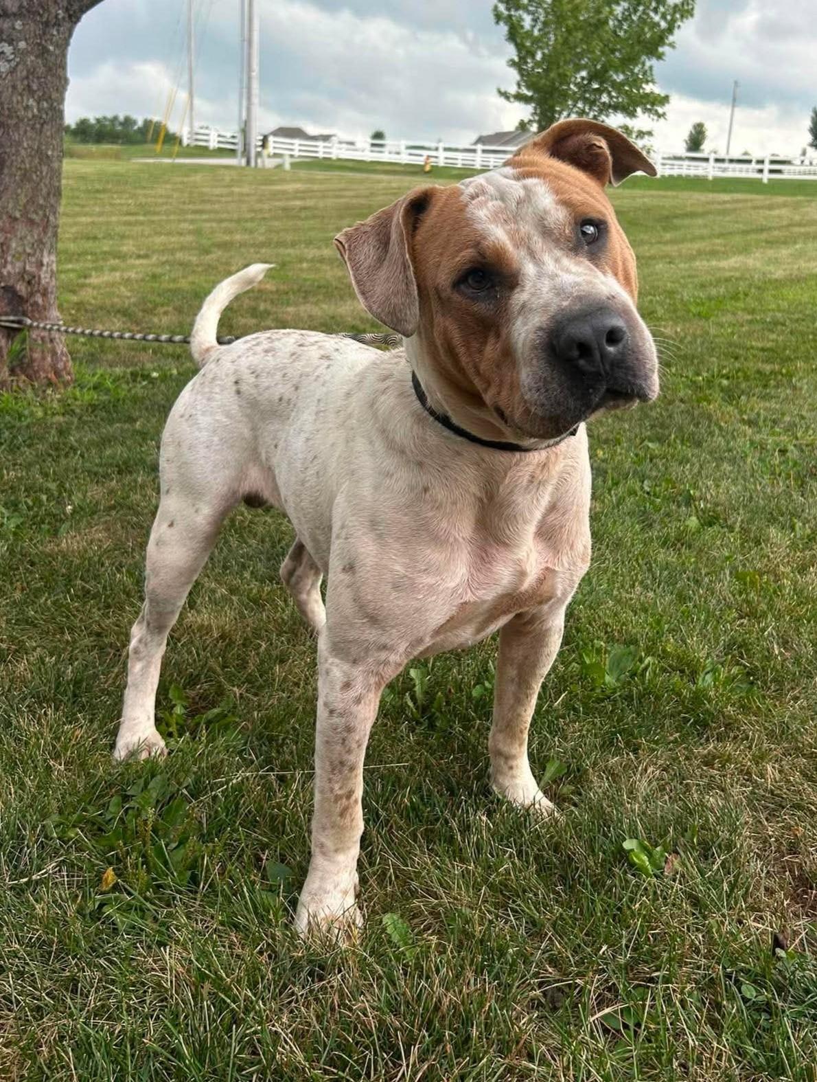 Enlarge Charlie, a Adoptable mixed breed in Maryville, MO image 2/3
