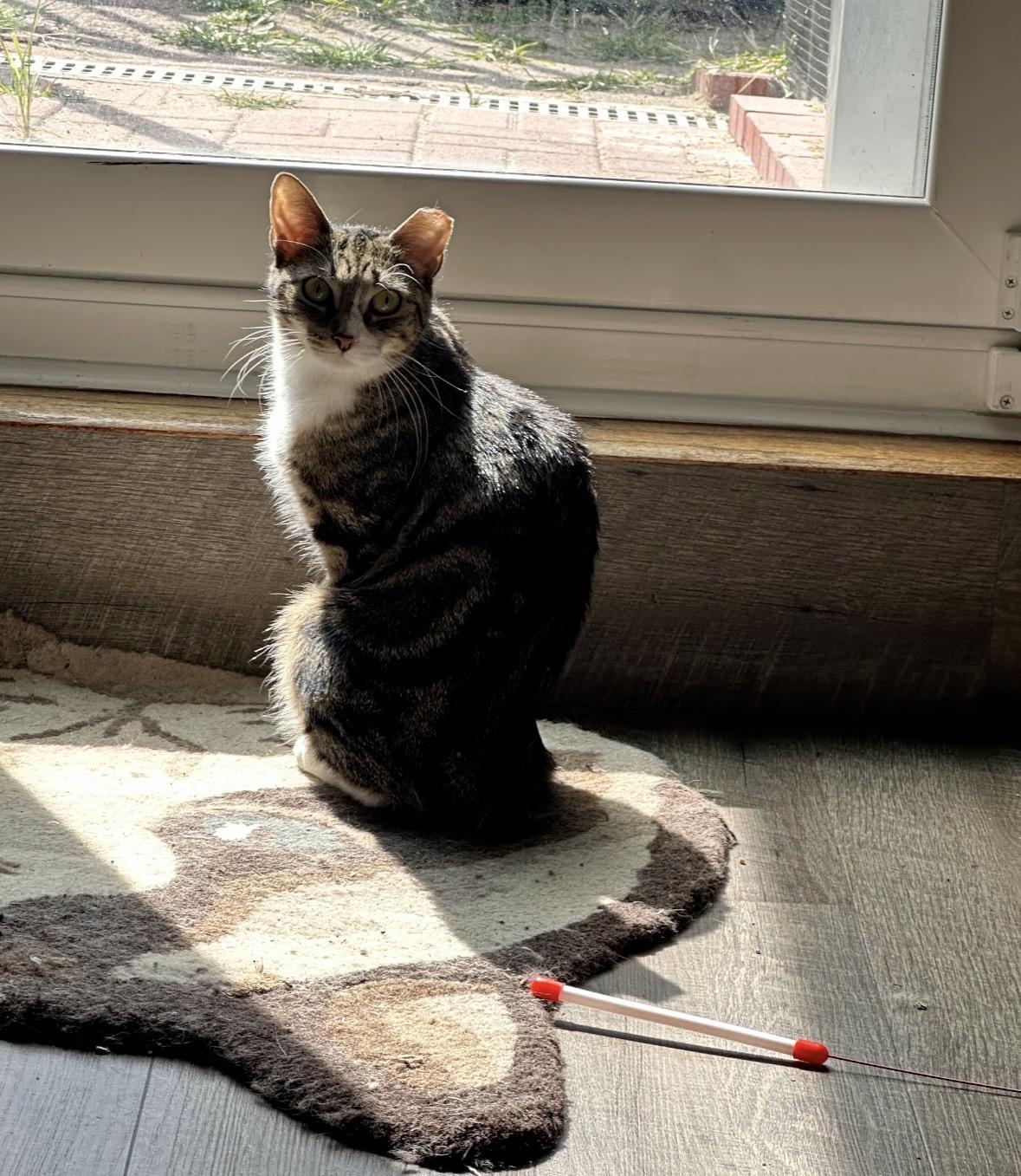 Bunny, a ADOPTABLE Domestic Short Hair in Bronx, NY image 5/6