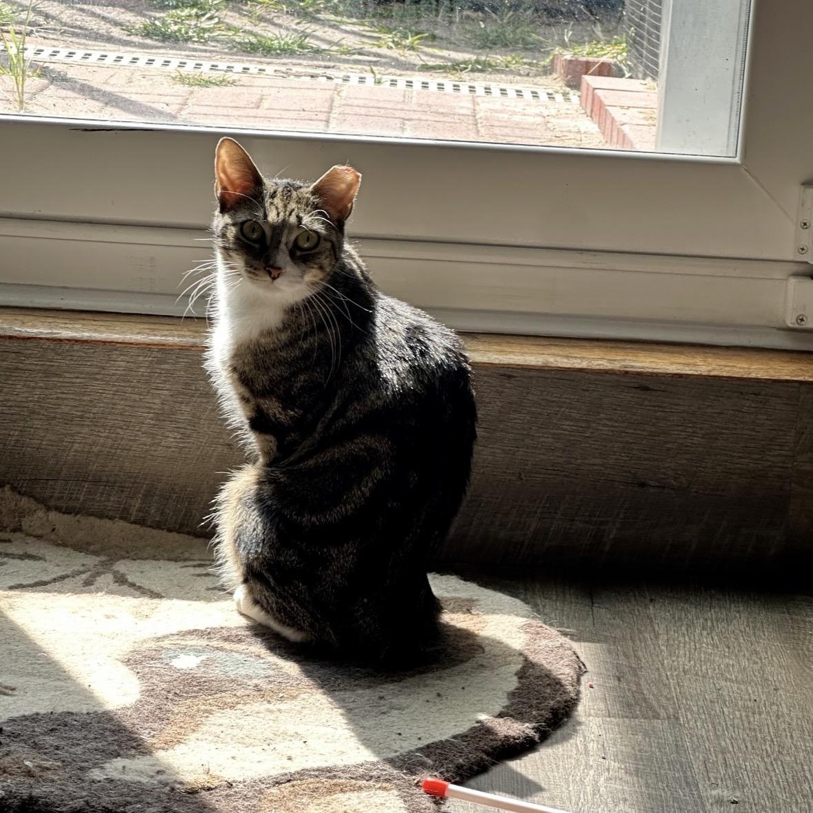 Enlarge Bunny, a ADOPTABLE Domestic Short Hair in Bronx, NY image 6/6