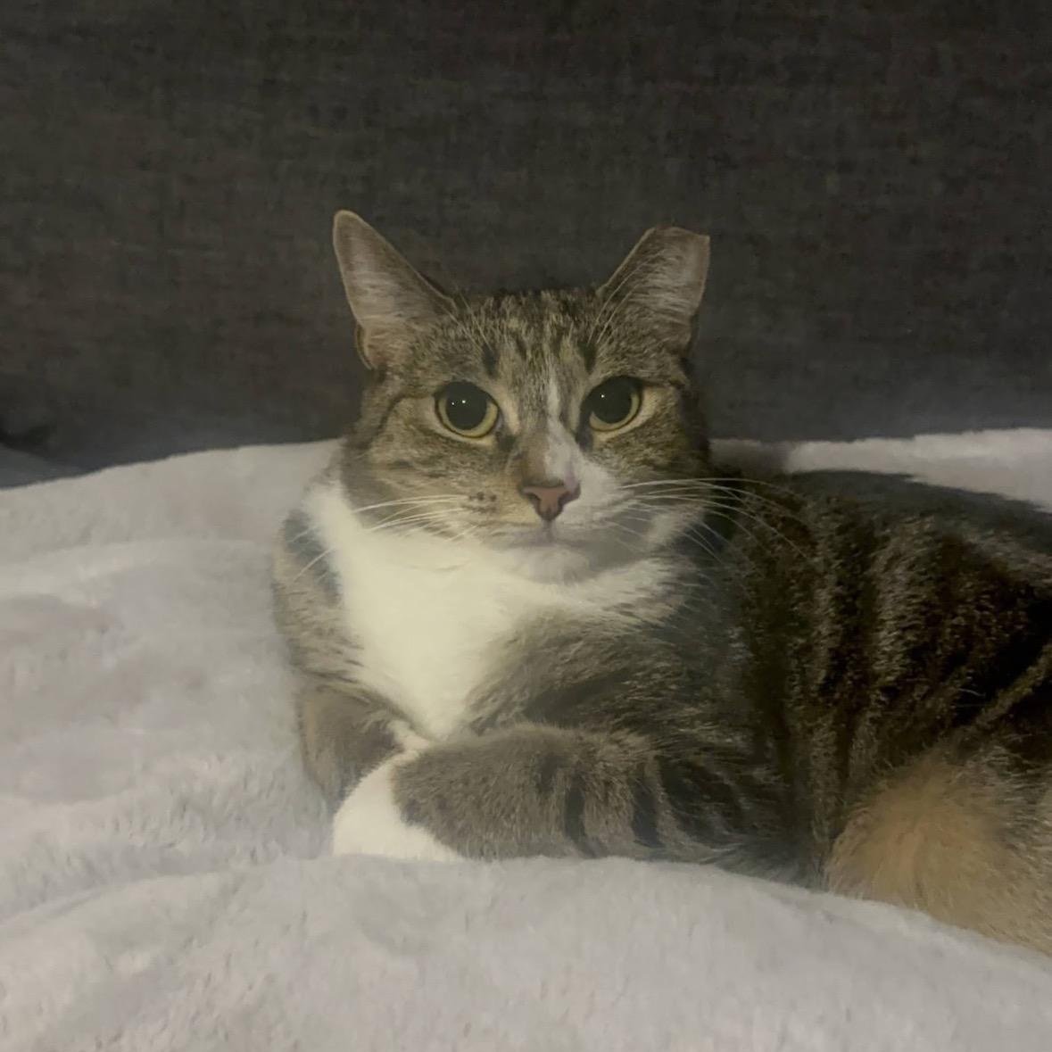 Enlarge Bunny, a ADOPTABLE Domestic Short Hair in Bronx, NY image 3/6