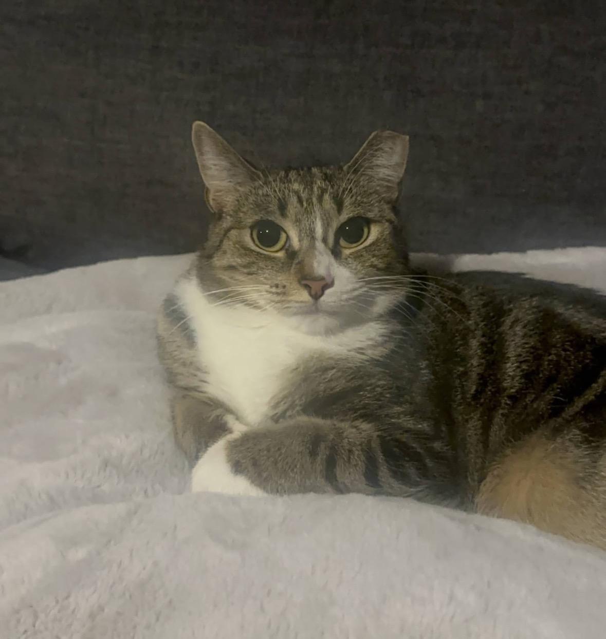 Bunny, a ADOPTABLE Domestic Short Hair in Bronx, NY image 2/6