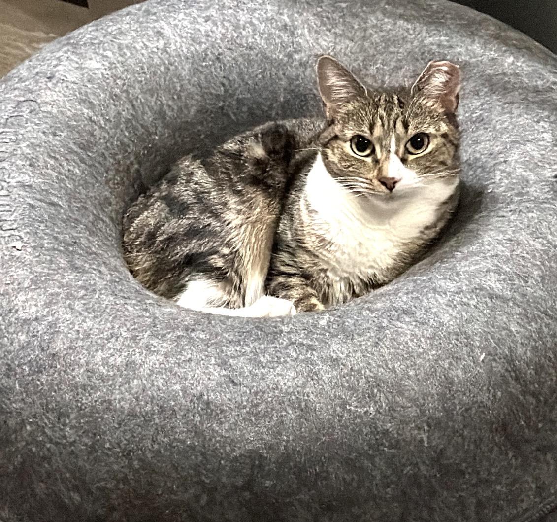 Bunny, a ADOPTABLE Domestic Short Hair in Bronx, NY image 6/6