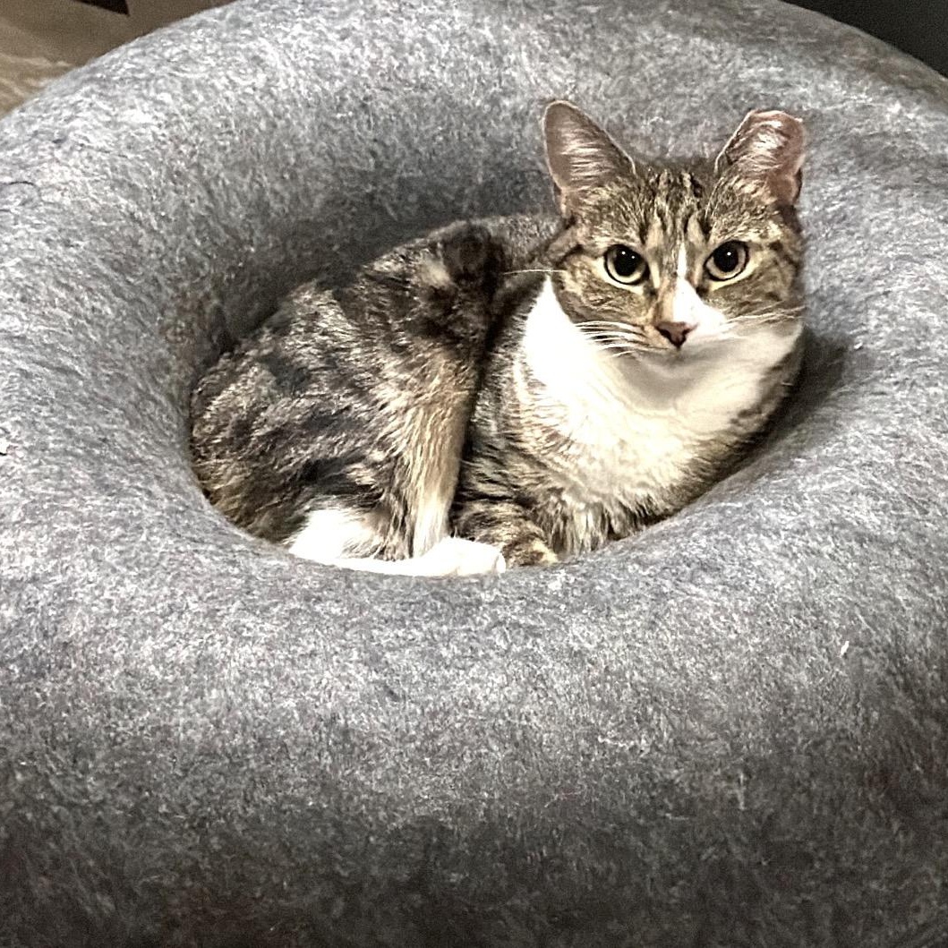 Enlarge Bunny, a ADOPTABLE Domestic Short Hair in Bronx, NY image 1/6