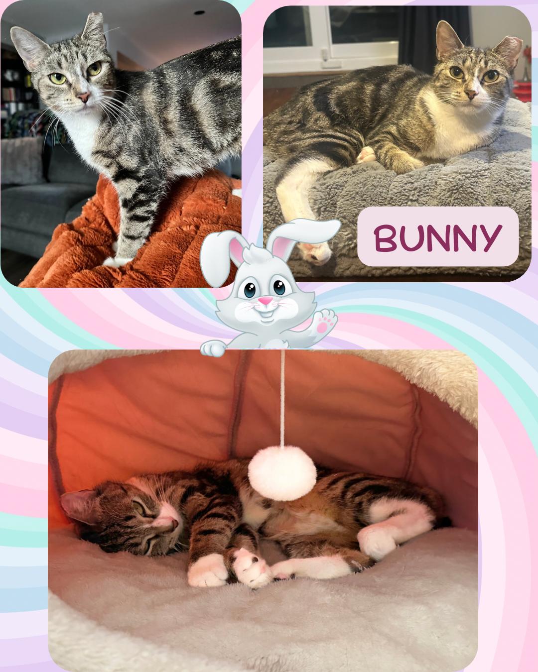 Bunny, a ADOPTABLE Domestic Short Hair in Bronx, NY image 1/6