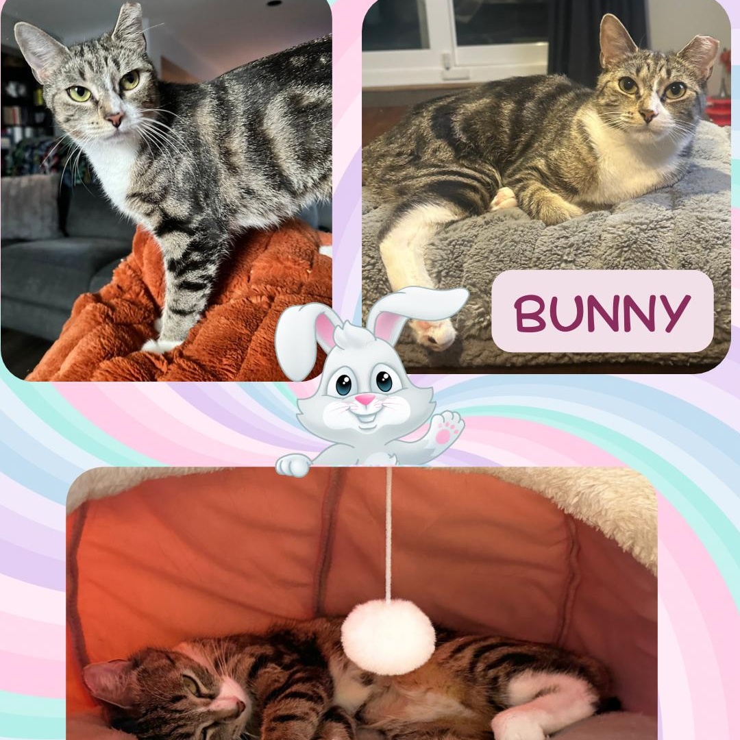 Enlarge Bunny, a ADOPTABLE Domestic Short Hair in Bronx, NY image 2/6