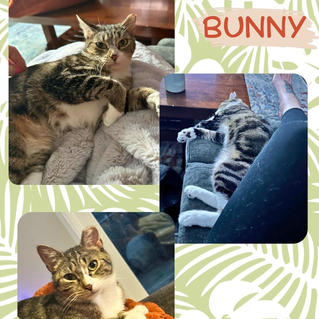 Enlarge Bunny, a ADOPTABLE Domestic Short Hair in Bronx, NY image 5/6