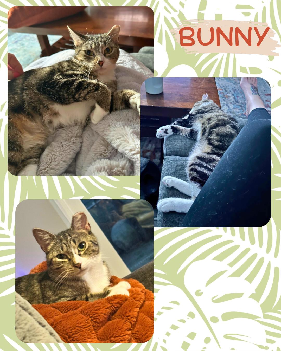Bunny, a ADOPTABLE Domestic Short Hair in Bronx, NY image 4/6