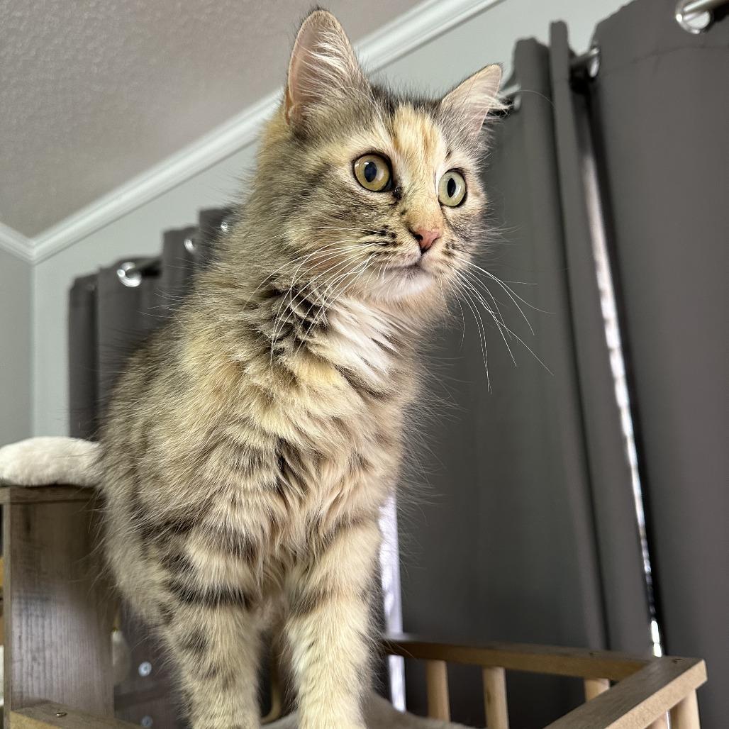 Enlarge Salted Caramel, a Adoptable Domestic Medium Hair in Inman, SC image 1/2