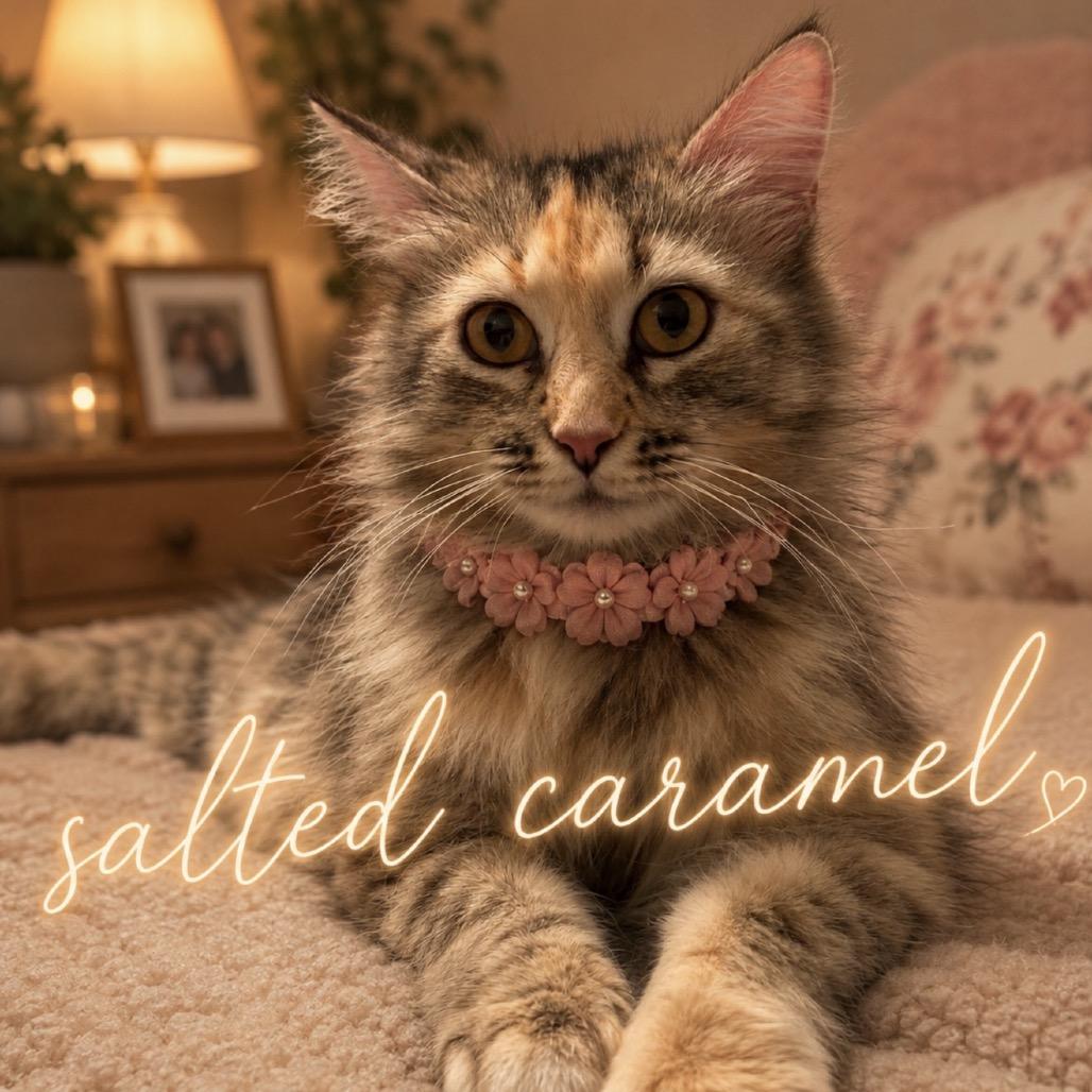 Enlarge Salted Caramel, a Adoptable Domestic Medium Hair in Inman, SC image 2/2