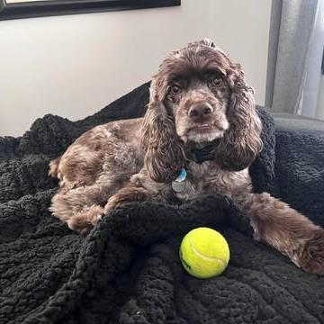 Georgie, a Adoptable Cocker Spaniel in Alma, WI image 1/6