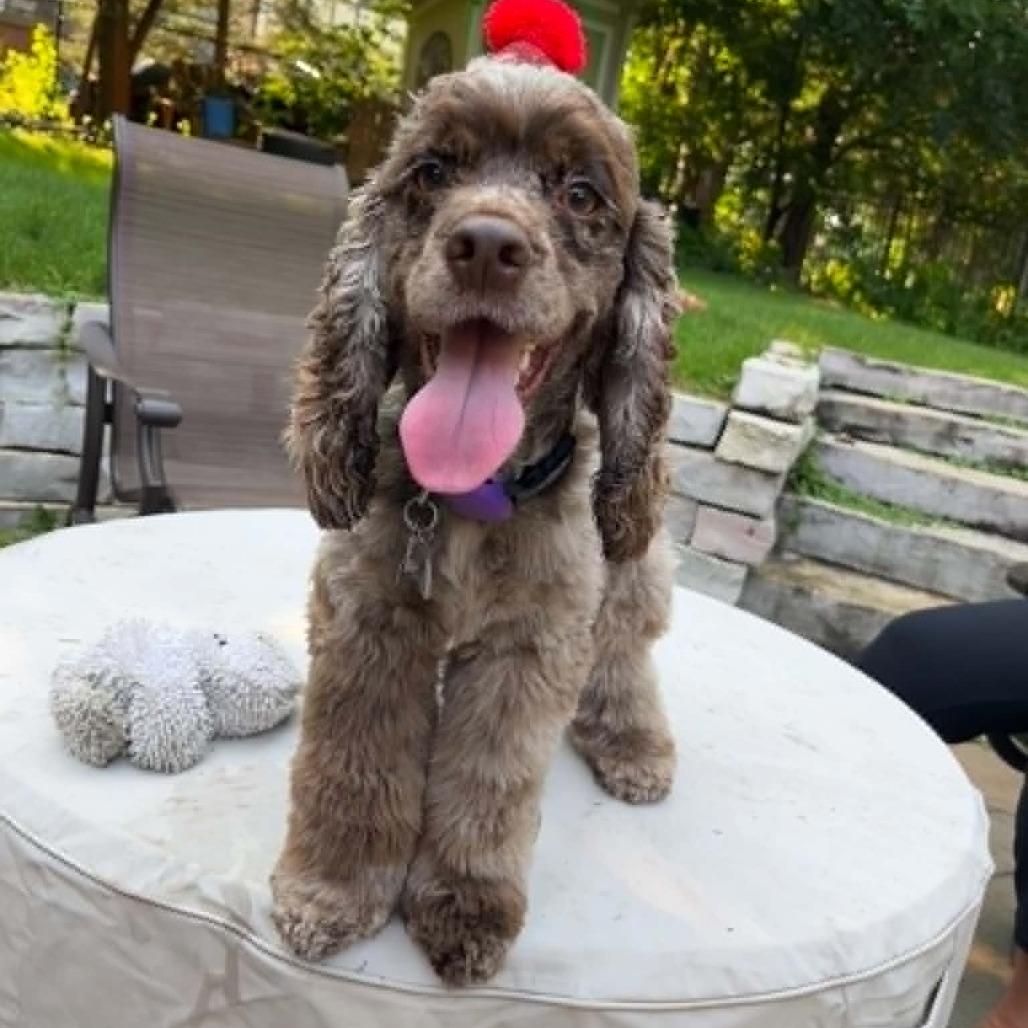 Georgie, a Adoptable Cocker Spaniel in Alma, WI image 2/6