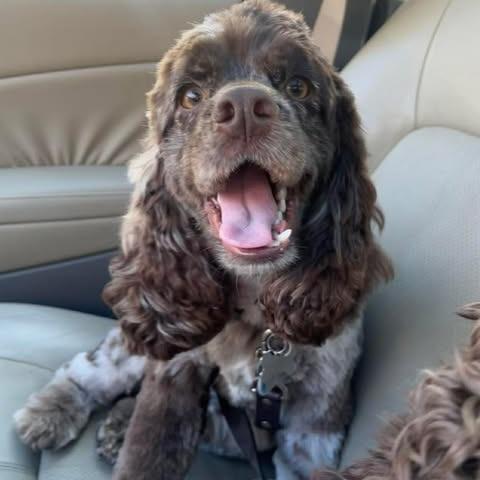 Georgie, a Adoptable Cocker Spaniel in Alma, WI image 4/6